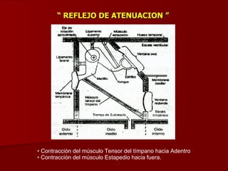 “  REFLEJO DE ATENUACION ” Contracción del músculo Tensor del tímpano hacia Adentro Contracción del músculo Estapedio hacia fuera. 
