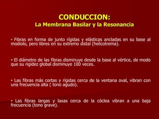 CONDUCCION: La Membrana Basilar y la Resonancia Fibras en forma de junto rígidas y elásticas ancladas en su base al modiolo, pero libres en su extremo distal (helicotrema). El diámetro de las fibras disminuye desde la base al vértice, de modo que su rigidez global disminuye 100 veces. Las fibras más cortas y rígidas cerca de la ventana oval, vibran con una frecuencia alta ( tono agudo). Las fibras largas y laxas cerca de la cóclea vibran a una baja frecuencia (tono grave). 
