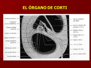 EL ÓRGANO DE CORTI 