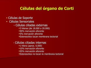 Células del órgano de Corti Células de Soporte Células Sensoriales - Células ciliadas externas 3 hileras (de 18.000 a 20.000) 90% inervación eferente 5% inervación aferente Estereocilios tocan membrana tectorial -  Células ciliadas internas 1 hilera (aprox. 6.000) 10% inervación eferente 95% inervación aferente Estereocilios no tocan la membrana tectorial 