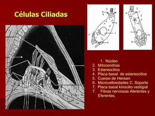 Células Ciliadas Figura q 1.  Núcleo 2.  Mitocondrias 3.  Estereocilios 4.  Placa basal  de estereocilios 5.  Cuerpo de Hensen 6.  Microvellosidades C. Soporte 7.  Placa basal kinocilio vestigial Fibras nerviosas Aferentes y Eferentes. 