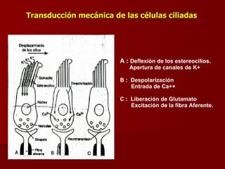 Transducción mecánica de las células ciliadas A :  Deflexión de los estereocilios. Apertura de canales de K+ B :  Despolarización Entrada de Ca++ C :  Liberación de Glutamato Excitación de la fibra Aferente. 