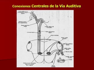 Conexiones  Centrales de la Vía Auditiva 