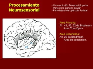 Procesamiento Neurosensorial Circunvolución Temporal Superior Parte de la Corteza insular Parte lateral del opérculo Parietal Area Primaria: AI : 41, 42, 52 de Brodmann Area Tonotópica Area Secundaria: AII: 22 de Brodmann Area de asociación. 