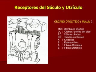 Receptores del Sáculo y Utrículo ORGANO OTOLÍTICO ( Mácula  )  MO : Membrana Otoítica OL  :  Otolitos “polvillo del oído” RC  : Células ciliadas SC  :  Células de Sostén K  :  Kinocilios S  :  Estereocilios A  :  Fibras Aferentes E  :  Fibras Eferentes 