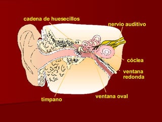 cadena de huesecillos tímpano ventana oval ventana cóclea nervio auditivo redonda 