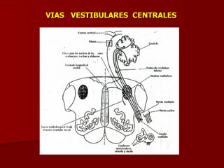 VIAS  VESTIBULARES  CENTRALES 