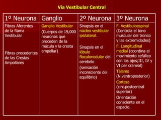 Vía Vestibular Central F. Vestibuloespinal  (Controla el tono muscular del tronco y las extremidades) F. Longitudinal medial  (coordina el movimiento cefálico con los ojos;III, IV y VI par craneal) Tálamo  (N.ventroposterior) Corteza  (circ.postcentral superior) Orientación consciente en el espacio. Sinapsis en el  núcleo vestibular ipsilateral. Sinapsis en el  lóbulo floculonodular  del cerebelo  (sensación inconsciente del equilibrio) Ganglio Vestibular (Cuerpos de 19,000 neuronas que proceden de la mácula y la cresta ampollar) Fibras Aferentes de la Rama Vestibular Fibras procedentes de las Crestas Ampollares 3º Neurona 2º Neurona Ganglio 1º Neurona 