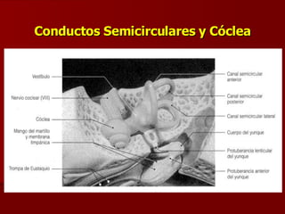 Conductos Semicirculares y Cóclea 