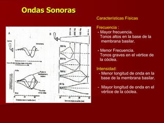 Ondas Sonoras Características Físicas Frecuencia : - Mayor frecuencia. Tonos altos en la base de la  membrana basilar. - Menor Frecuencia.  Tonos graves en el vértice de  la cóclea. Intensidad: - Menor longitud de onda en la base de la membrana basilar. -  Mayor longitud de onda en el  vértice de la cóclea. 