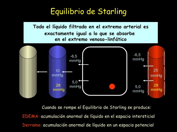 Resultado de imagen de equilibrio de starling