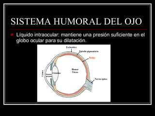 SISTEMA HUMORAL DEL OJO Líquido intraocular: mantiene una presión suficiente en el globo ocular para su dilatación. Humor acuoso 