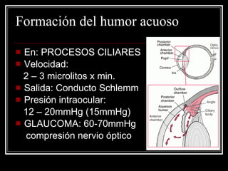 Formación del humor acuoso En: PROCESOS CILIARES Velocidad:  2 – 3 microlitos x min. Salida: Conducto Schlemm Presión intraocular: 12 – 20mmHg (15mmHg) GLAUCOMA: 60-70mmHg  compresión nervio óptico 