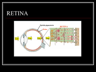 RETINA 