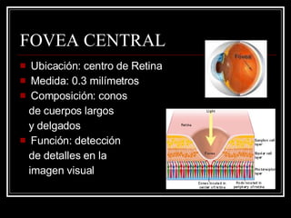 FOVEA CENTRAL Ubicación: centro de Retina Medida: 0.3 milímetros Composición: conos  de cuerpos largos  y delgados Función: detección  de detalles en la  imagen visual  