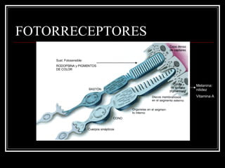 FOTORRECEPTORES Sust. Fotosensible: RODOPSINA y PIGMENTOS DE COLOR Cuerpos sinápticos Melanina: nitidez Vitamina A 
