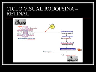 CICLO VISUAL RODOPSINA – RETINAL  