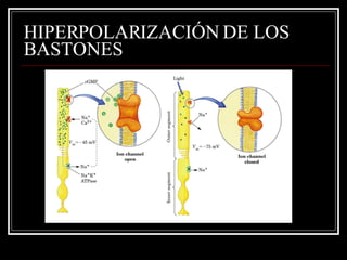 HIPERPOLARIZACIÓN DE LOS BASTONES 