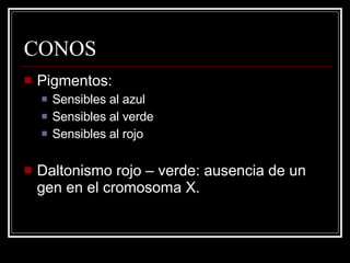 CONOS Pigmentos: Sensibles al azul Sensibles al verde Sensibles al rojo Daltonismo rojo – verde: ausencia de un gen en el cromosoma X. 