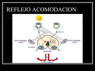 REFLEJO ACOMODACION 