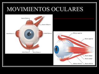 MOVIMIENTOS OCULARES 