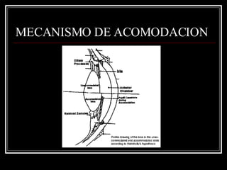 MECANISMO DE ACOMODACION 