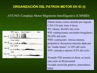 Fisiologia Digestiva Motilidad Intestino Delgado | PPT