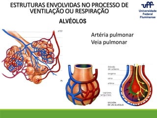 ESTRUTURAS ENVOLVIDAS NO PROCESSO DE
VENTILAÇÃO OU RESPIRAÇÃO
ALVÉOLOS
Artéria pulmonar
Veia pulmonar
 
