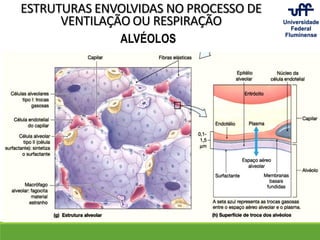 ALVÉOLOS
ESTRUTURAS ENVOLVIDAS NO PROCESSO DE
VENTILAÇÃO OU RESPIRAÇÃO
 