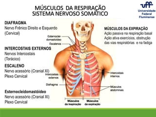MÚSCULOS DA RESPIRAÇÃO
SISTEMA NERVOSO SOMÁTICO
DIAFRAGMA
Nervo Frênico Direito e Esquerdo
(Cervical)
INTERCOSTAIS EXTERNOS
Nervos Intercostais
(Torácico)
ESCALENO
Nervo acessório (Cranial XI)
Plexo Cervical
Esternocleidomastóideo
Nervo acessório (Cranial XI)
Plexo Cervical
MÚSCULOS DA EXPIRAÇÃO
Ação passiva na respiração basal
Ação ativa exercícios, obstrução
das vias respiratórias e na fadiga
 