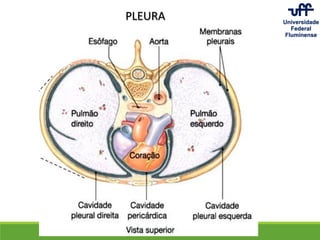 PLEURA
 