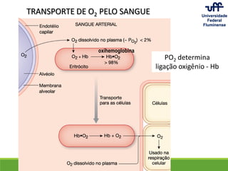 TRANSPORTE DE O2 PELO SANGUE
PO2 determina
ligação oxigênio - Hb
oxihemoglobina
 
