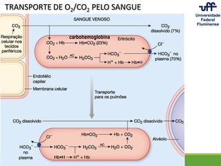 TRANSPORTE DE O2/CO2 PELO SANGUE
carbohemoglobina
 