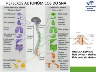 REFLEXOS AUTONÔMICOS DO SNA
MEDULA ESPINAL
Raiz dorsal – aferênc
Raiz ventral - eferênc
 