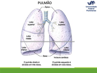 PULMÃO
 