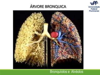 Bronquíolos e Alvéolos
ÁRVORE BRONQUICA
 