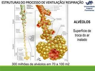 ESTRUTURAS DO PROCESSO DE VENTILAÇÃO/ RESPIRAÇÃO
ALVÉOLOS
Superfície de
troca do ar
inalado
300 milhões de alvéolos em 70 a 100 m2
 