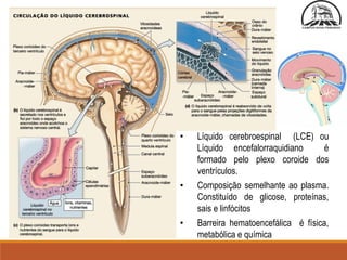 Fisiologia-do-Sistema-Nervoso-Central.pdf