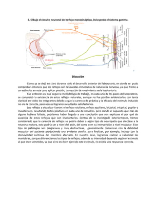 5. Dibuje el circuito neuronal del reflejo monosináptico, incluyendo el sistema gamma.
f
Discusión
Como ya se dejó en claro durante todo el desarrollo anterior del laboratorio, en donde se pudo
comprobar entonces que los reflejos son respuestas inmediatas de naturaleza nerviosa, ya que frente a
un estímulo, en este caso aplicar presión, la reacción de movimiento sería involuntaria.
Fue entonces así que según la metodología de trabajo, en cada uno de los pasos del laboratorio,
se comprobó la existencia de estos reflejos naturales, aunque no fue posible evidenciarlos con tanta
claridad en todos los integrantes debido a que la carencia de práctica y la eficacia del estimulo inducido
no era la correcta, pero aún así logramos resultados satisfactorios.
Los reflejos a visualizar fueron: el reflejo rotuliano, reflejo aquiliano, bicipital, tricipital, pupilar y
maseteriano, resultando todos positivos en cada uno de nosotros, pero dando el supuesto que más de
alguno hubiese fallado, podríamos haber llegado a una conclusión que nos explicase el por qué de
ausencia de estos reflejos que son involuntarios. Dentro de lo investigado exteriormente, hemos
considerado que la carencia de reflejos se podría deber a algún tipo de neuropatía que afectase a la
neurona motora, esto podría ser a nivel del axón, del soma o en su intervención a nivel muscular. Este
tipo de patologías son progresivas y muy destructivas, generalmente comienzan con la debilidad
muscular del paciente produciendo una evidente atrofia, para finalizar, por ejemplo, incluso con la
dismovilidad continua del miembro afectado. En nuestro caso, logramos realizar a cabalidad las
maniobras, porque diferenciamos los tipos de reflejos; además su intensidad dependía según el estimulo
al que eran sometidos, ya que si no era bien ejercido este estimulo, no existía una respuesta correcta.
 