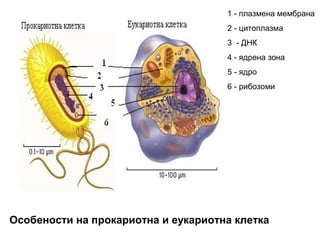 1 - плазмена мембрана
                                     2 - цитоплазма
                                     3 - ДНК
                                     4 - ядрена зона
                                     5 - ядро
                                     6 - рибозоми




Особености на прокариотна и еукариотна клетка
 