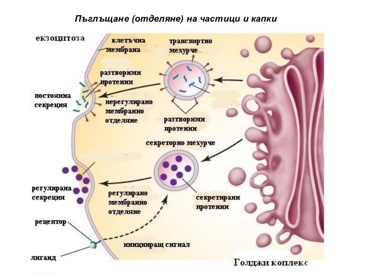 Физиология на растителната клетка (2)
