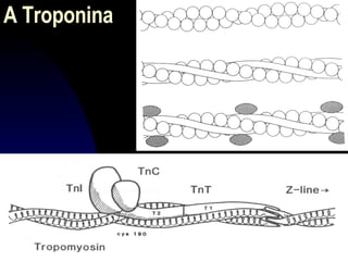 A Troponina 