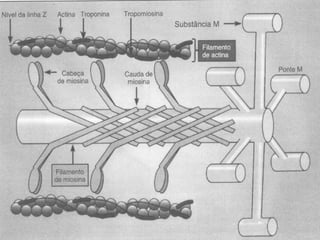 Arranjo Espacial A-M 