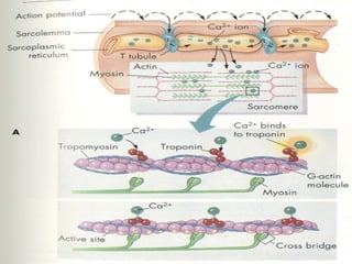 A Contração Muscular 