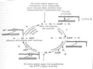 A Contração e o ATP 