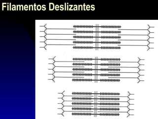 Filamentos Deslizantes 
