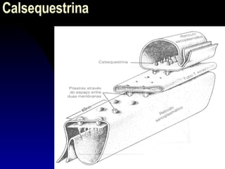 Calsequestrina  