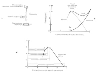 Comprimento do Sarcômero 