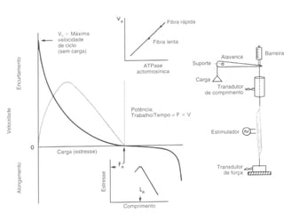 Velocidade x Carga 