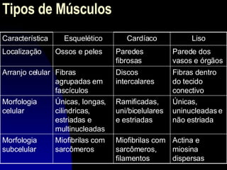 Tipos de Músculos  Actina e miosina dispersas Miofibrilas com sarcômeros, filamentos Miofibrilas com sarcômeros Morfologia subcelular Únicas, uninucleadas e não estriada Ramificadas, uni/bicelulares e estriadas Únicas, longas, cilindricas, estriadas e multinucleadas Morfologia celular Fibras dentro do tecido conectivo Discos intercalares Fibras agrupadas em fascículos Arranjo celular Parede dos vasos e órgãos Paredes fibrosas Ossos e peles Localização Liso Cardíaco Esquelético Característica 